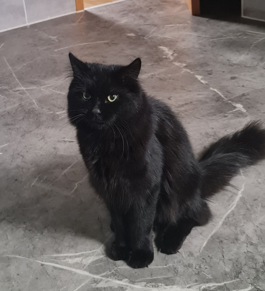 Vermisst – Kater Gismo aus Salzgitter