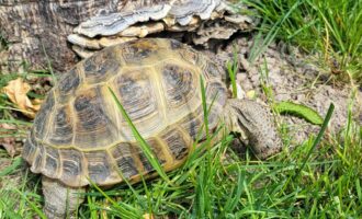 Zugelaufen – Schildkröte im Bereich Bad Salzdetfurth/Hildesheim