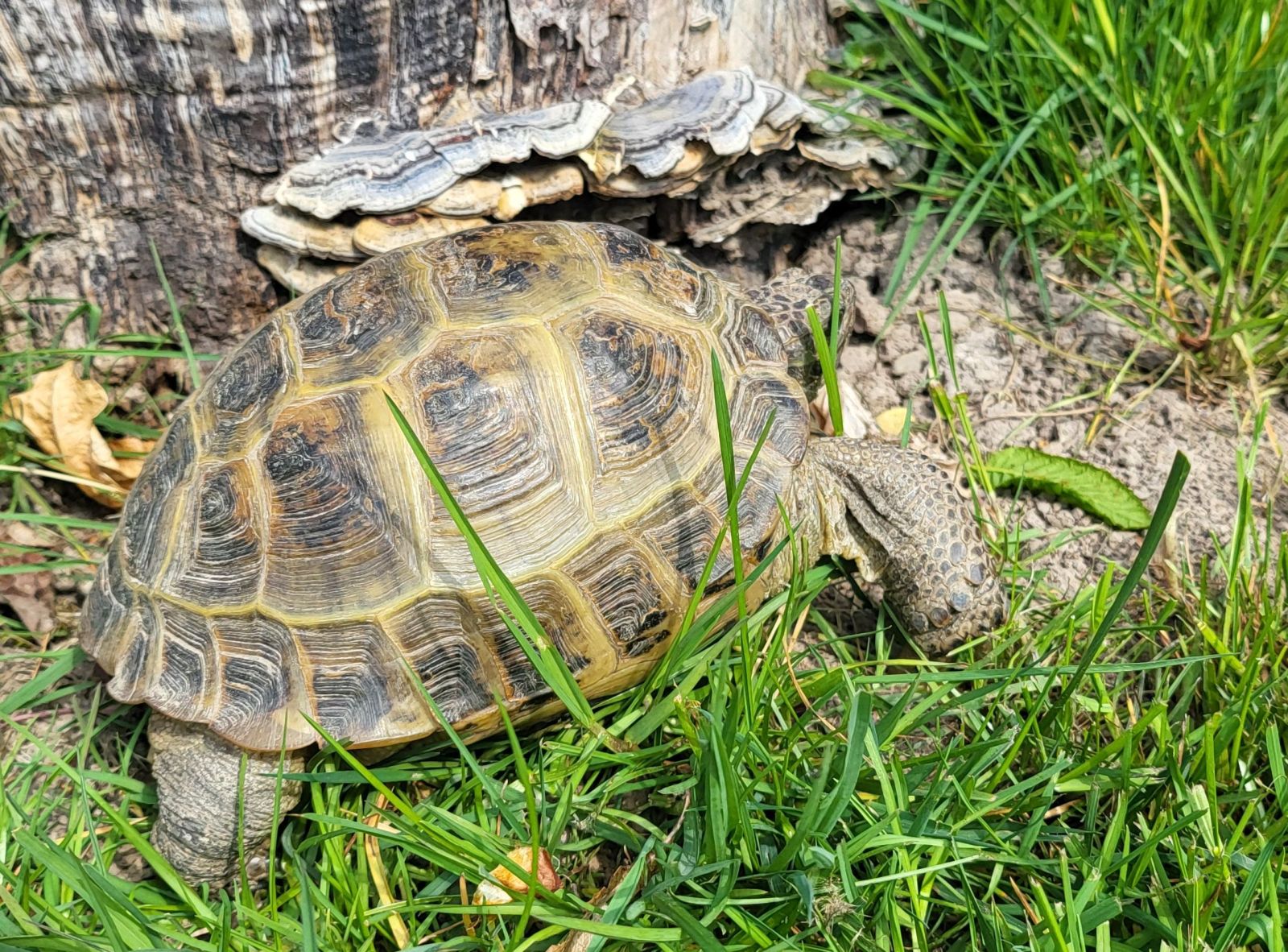 Zugelaufen – Schildkröte im Bereich Bad Salzdetfurth/Hildesheim