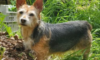 Dringend Zuhause gesucht – Notfall – Terriermix Susi