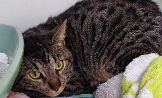 zugelaufen – zutraulicher unkastrierter Kater zwischen Wesseln und Bad Salzdetfurth