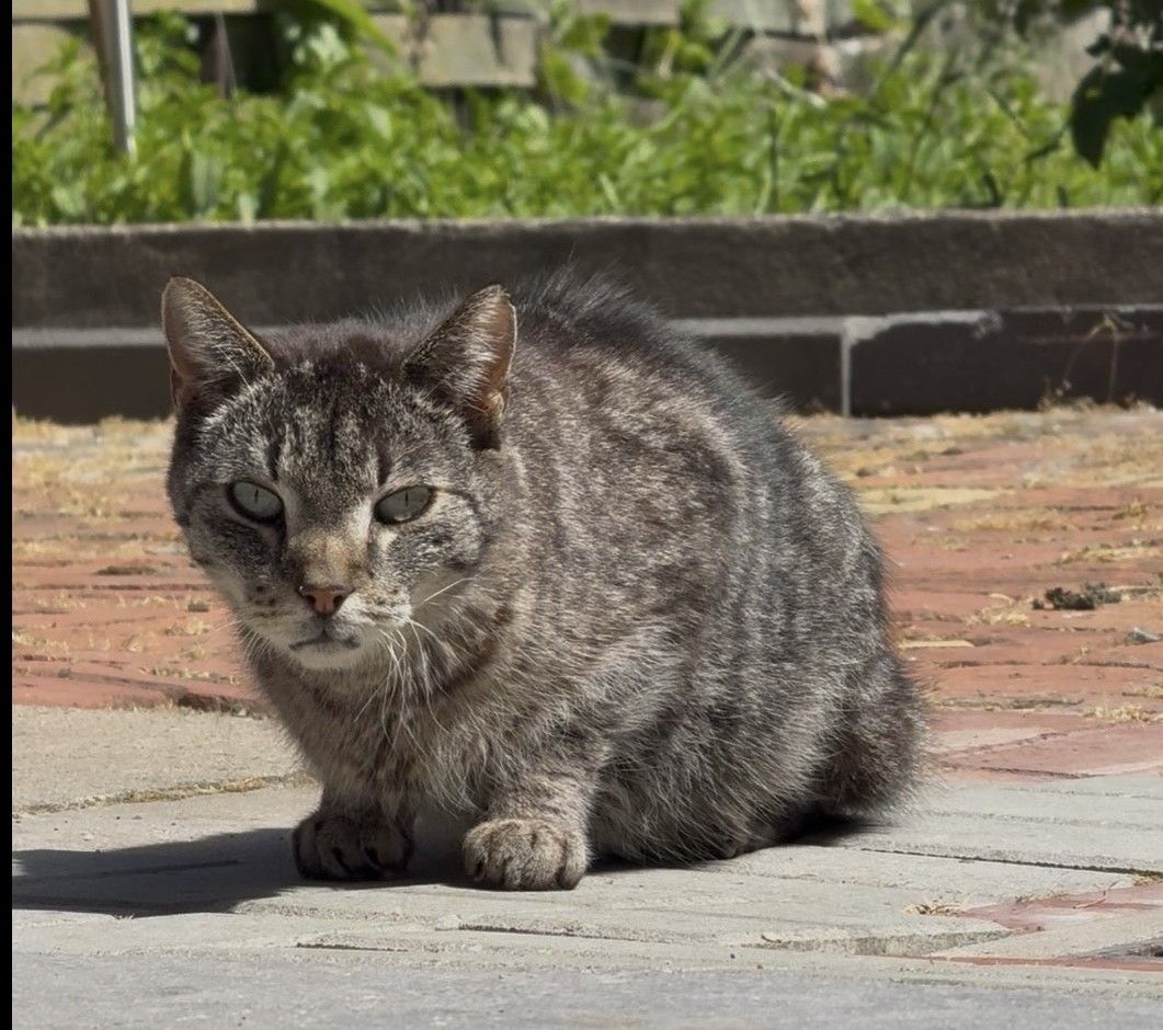 Zugelaufen – Katze in Sarstedt