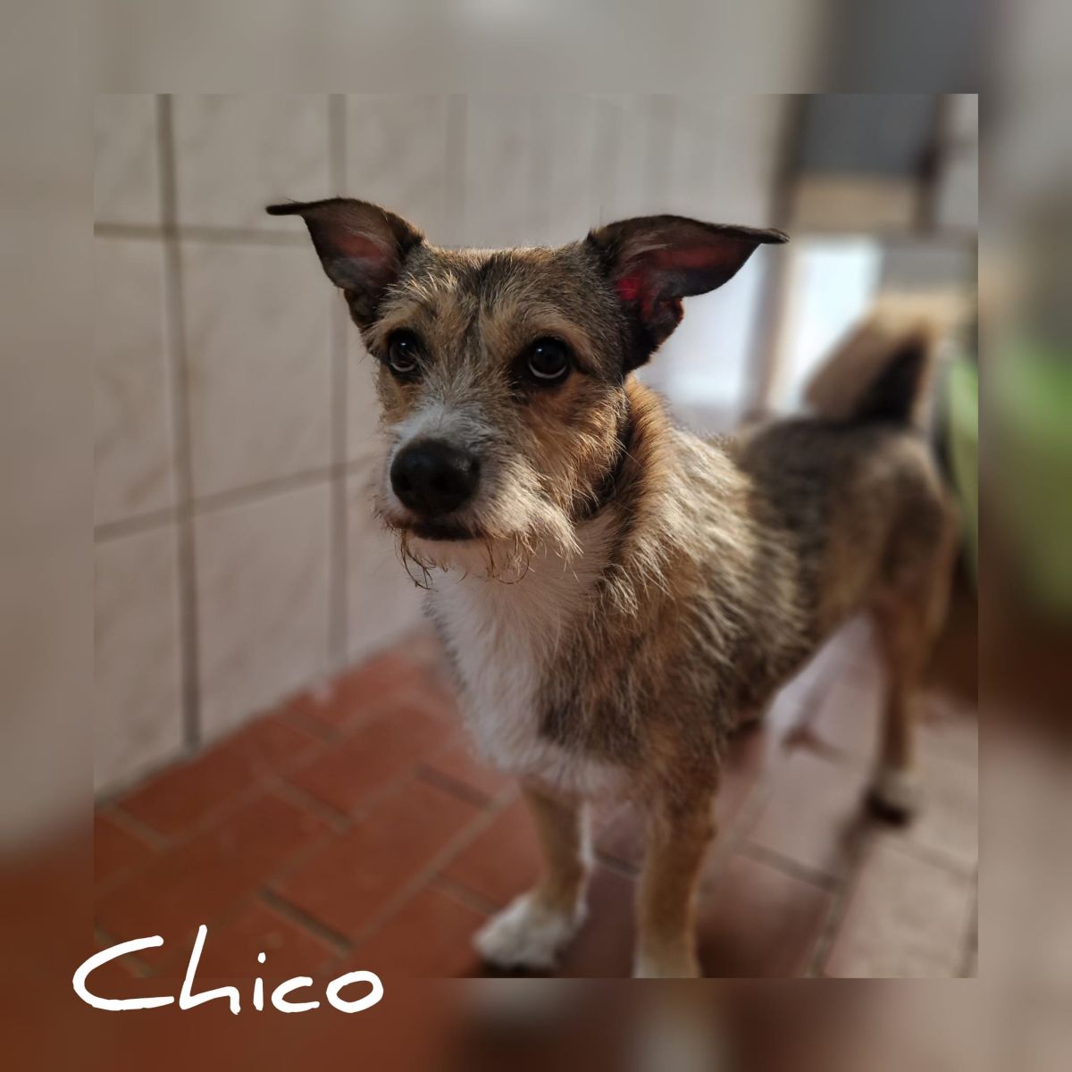 Mischlingsrüde Chico aus dem rumänischen Tierschutz