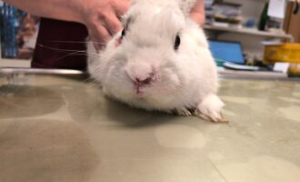 Zugelaufen/Ausgesetzt? – 3 Kaninchen hinter dem Phönixgelände/Hildesheim