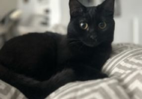 Vermisst – Katze Mila aus Ochtersum