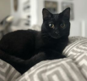 Vermisst – Katze Mila aus Ochtersum