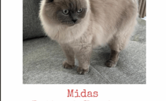 Vermisst – Kater aus dem Siedlungsweg/Hildesheim