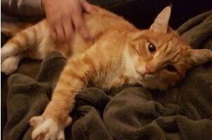 Vermisst – Kater Karlchen aus Hildesheim