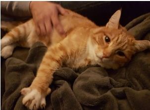 Vermisst – Kater Karlchen aus Hildesheim