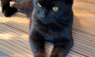 Vermisst – Kater Puma aus der Nordstadt/Hildesheim