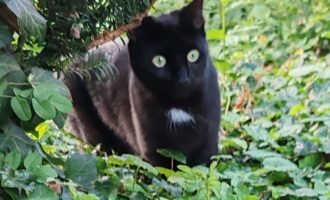 Vermisst – Katze aus Hildesheim/Stüvestr.