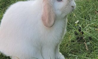 Vermisst – Weißes Kaninchen aus Sarstedt/Am Sonnenkamp