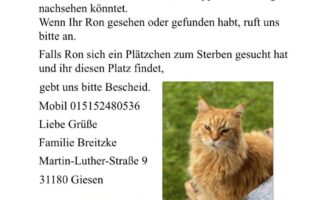 Vermisst – Kater Ron aus Hasede