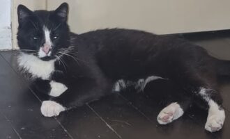 Zugelaufen – Katze in Groß Lobke/Algermissen