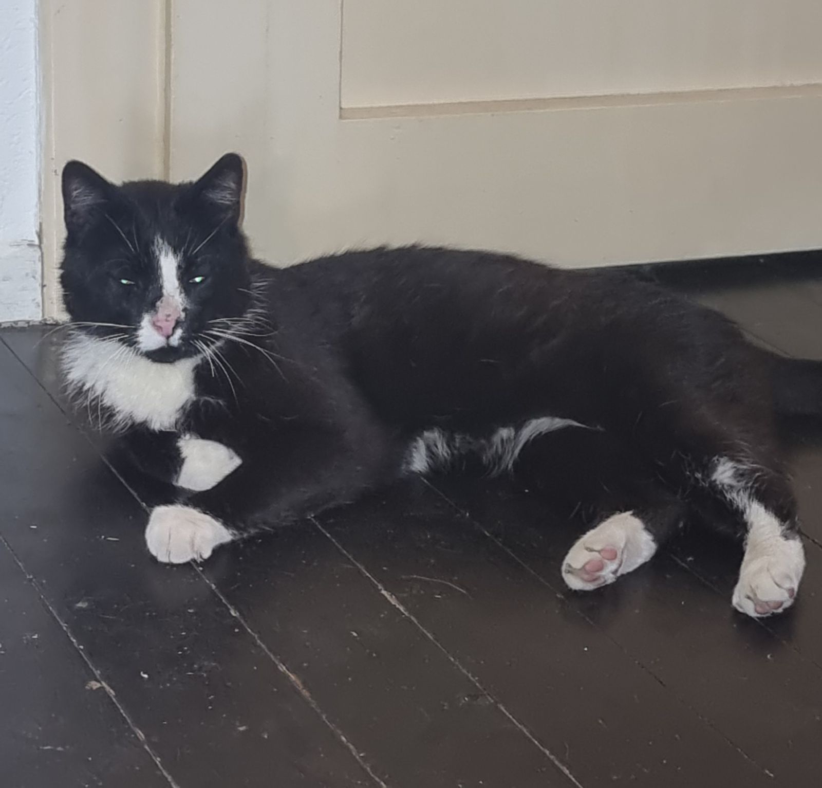 Zugelaufen – Katze in Groß Lobke/Algermissen