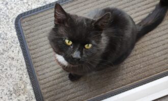 Zugelaufen – Kater in Hildesheim/Itzum