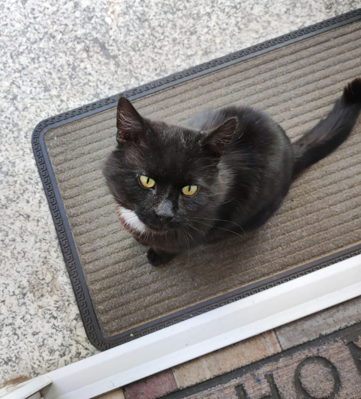 Zugelaufen – Kater in Hildesheim/Itzum