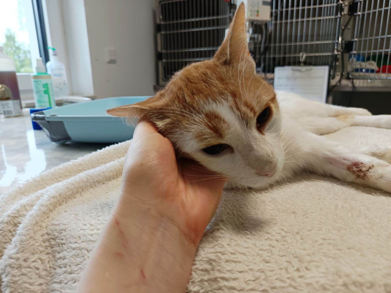 Zugelaufen – Toter Kater aus Borsum