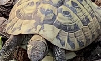 Vermisst – Schildkröte aus Groß Escherde