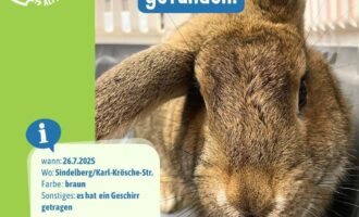Zugelaufen – Kaninchen im Bereich Alfeld