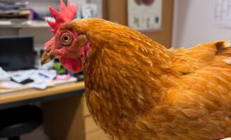 Zugelaufen – Huhn in der Gartenanlage Wellenteich