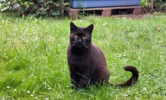 Katzenwiesenkater Attila musst am 04.09.2026 über die Regenbogenbrücke gehen