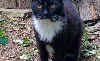 Katzenwiesenkatze Lucky