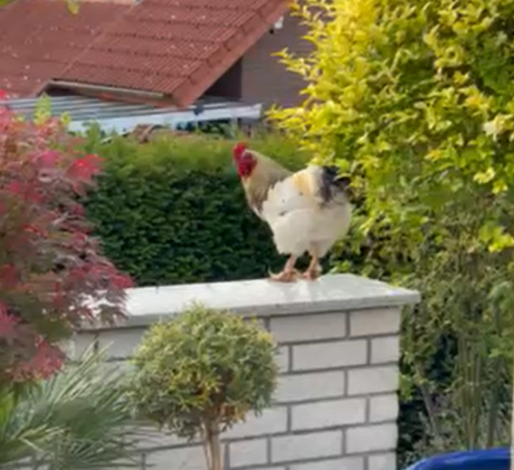 Zugelaufen – Hahn im Bockfeld/Hildesheim regelmäßig gesichtet