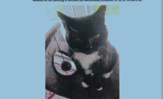 Vermisst – Kater Mikesch aus Sarstedt, Am Mittelfelde
