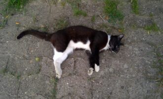 Totfund 8.8. – Katze in Hönnersum