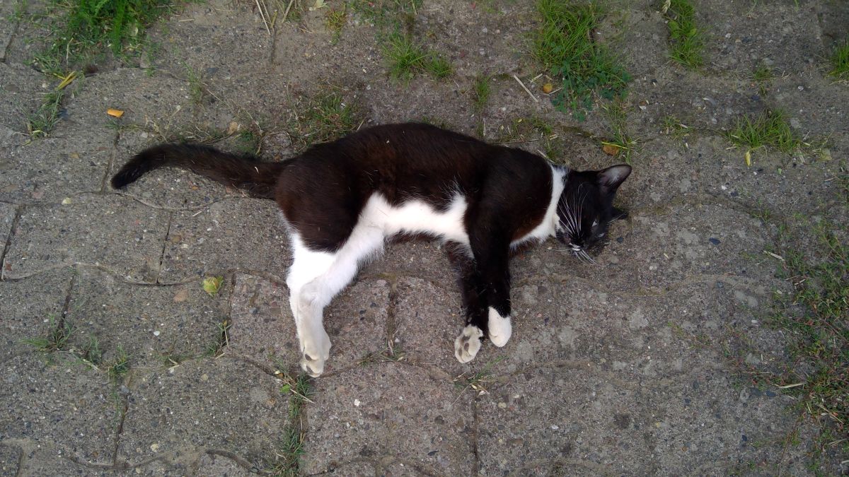 Totfund 8.8. – Katze in Hönnersum