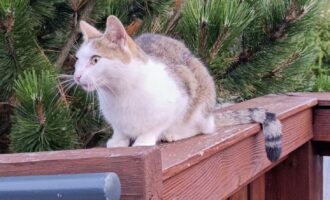 Totfund – Katze in Hildesheim, Frankenstraße
