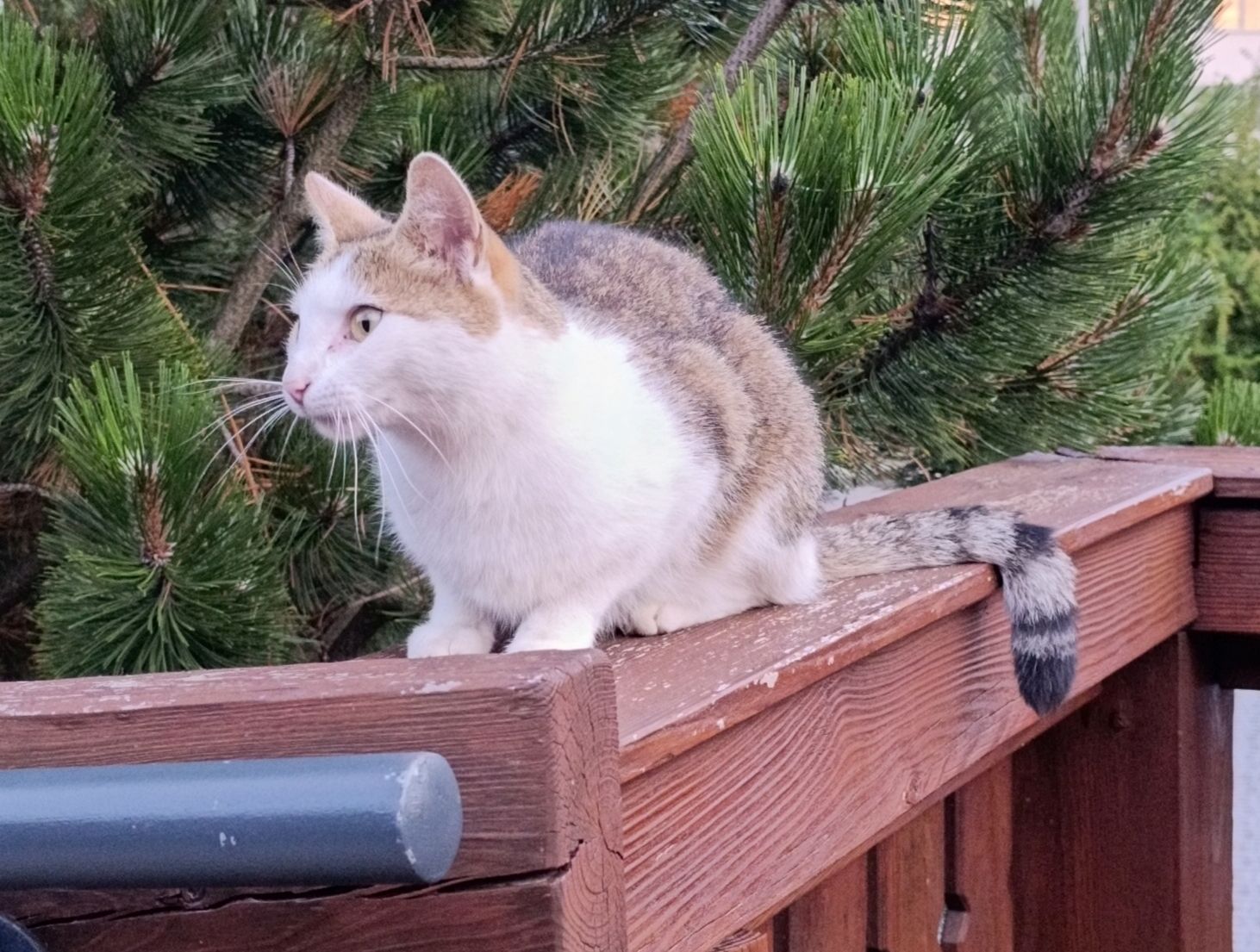Totfund – Katze in Hildesheim, Frankenstraße