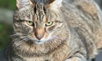 Vermisst – Kater Dexter aus Listringen (zwischen Heinde und Heersum)