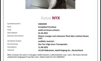 Vermisst – Katze Nyx aus Hildesheim, Adolf-Kolping-Str.