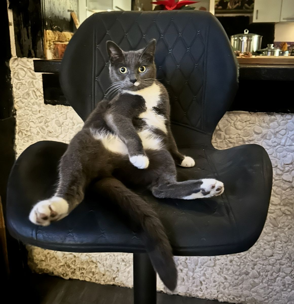 Vermisst – Katze aus Sarstedt