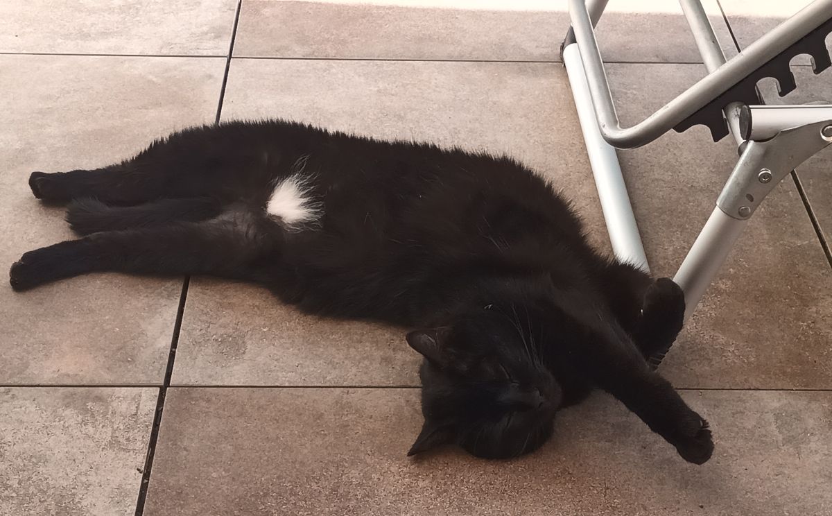 Vermisst – Katze Mohrle aus Holle, Silberkamp