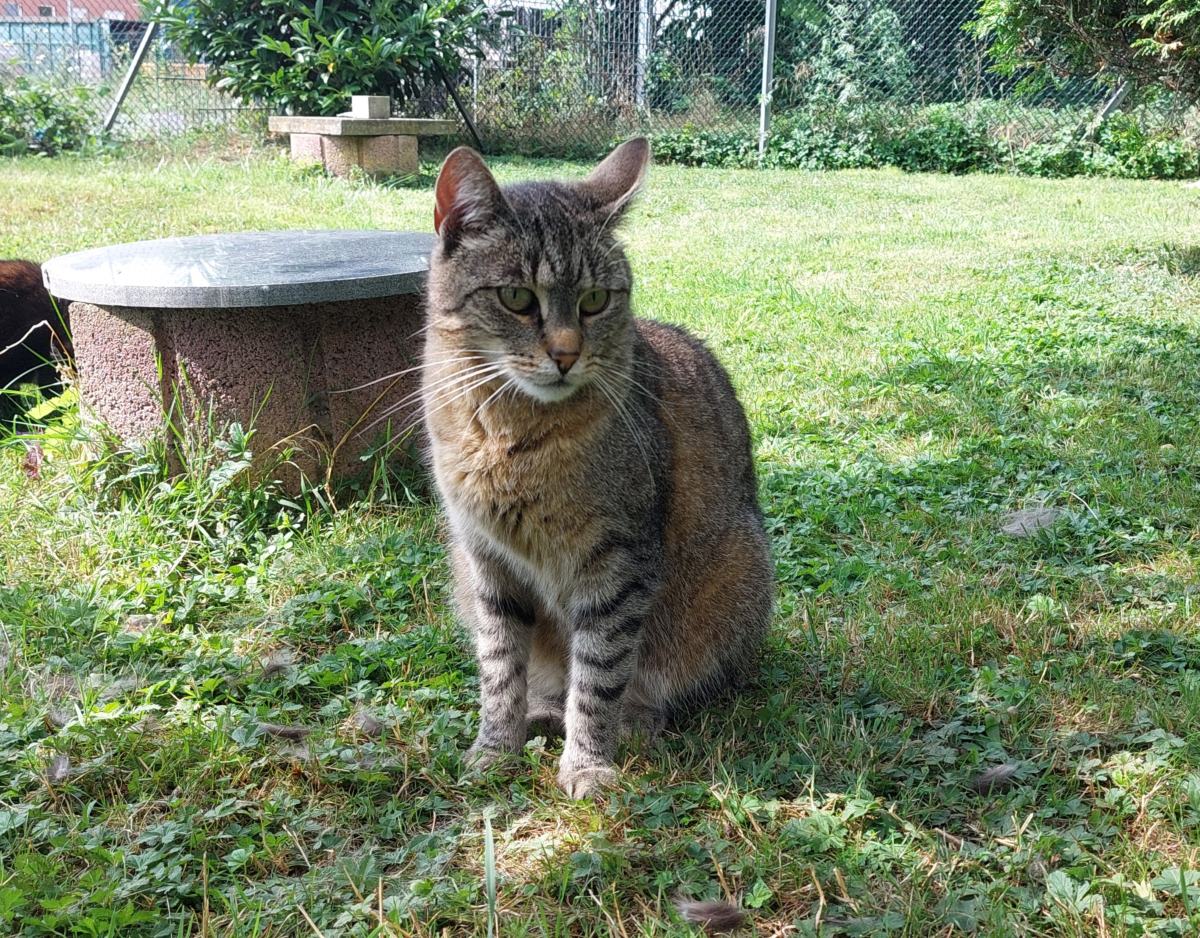 Katzenwiesenkatze Azula (für Freigangshaltung) sucht ein Zuhause