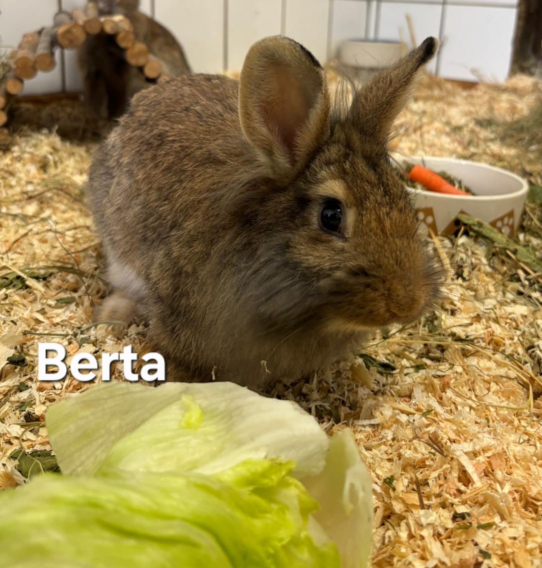 Junge Löwenkopfkaninchendame Berta für Innen- oder Außenhaltung