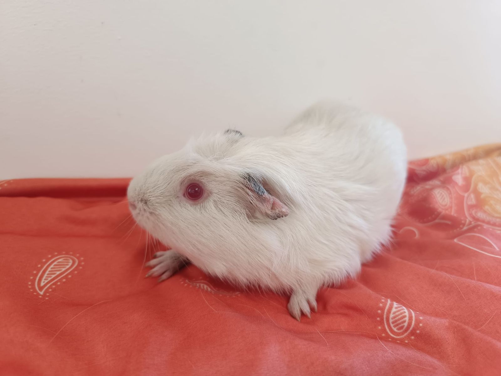 Meerschweinchen Bounty für Innen- und Außenhaltung