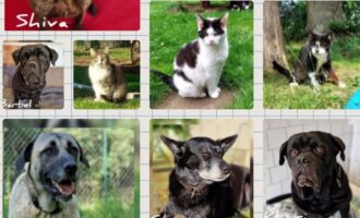 ! Patenschaften für einige unserer Tiere gesucht – Tun Sie Gutes !