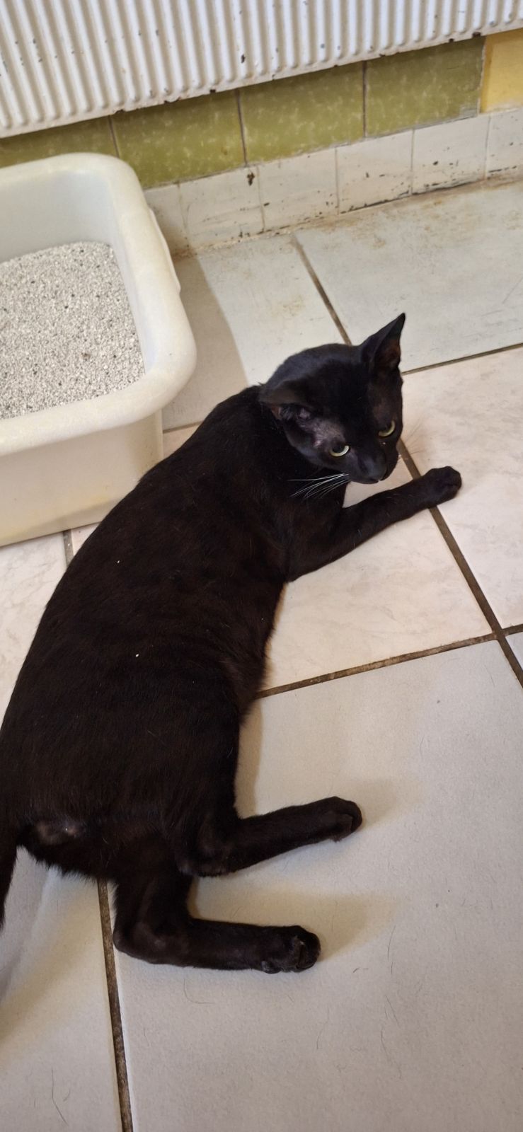 Kater Dennis für Wohnungshaltung