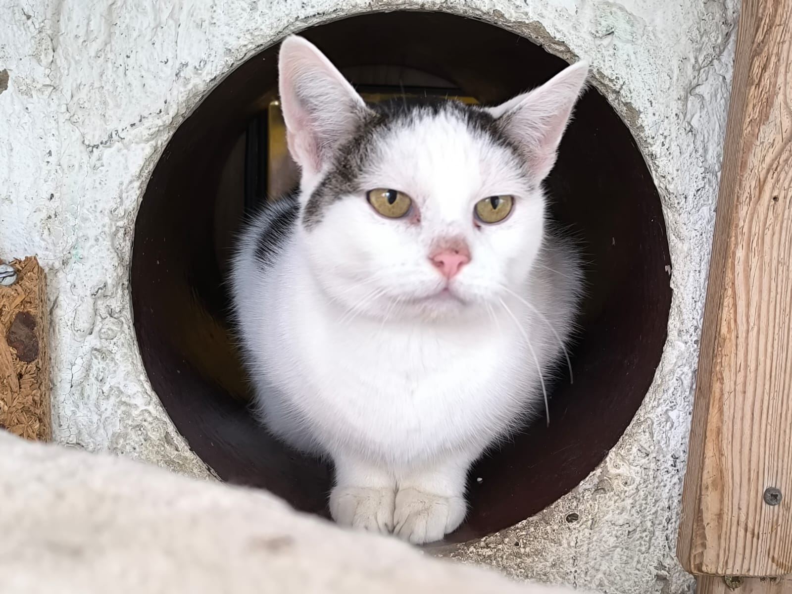 Katze Esmeralda und Sohn Elmo für Freigangshaltung