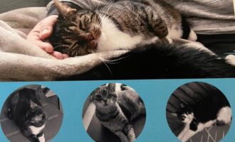 NEU – Mobile Katzenbetreuung bei Ihnen daheim im Verhinderungsfall