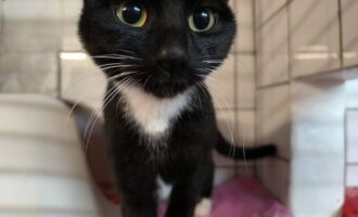 Zugelaufen – Katze aus Giesen