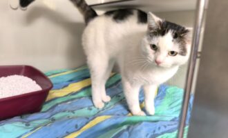 Zugelaufen – Kater aus Algermissen, Hermann-Löns-Straße
