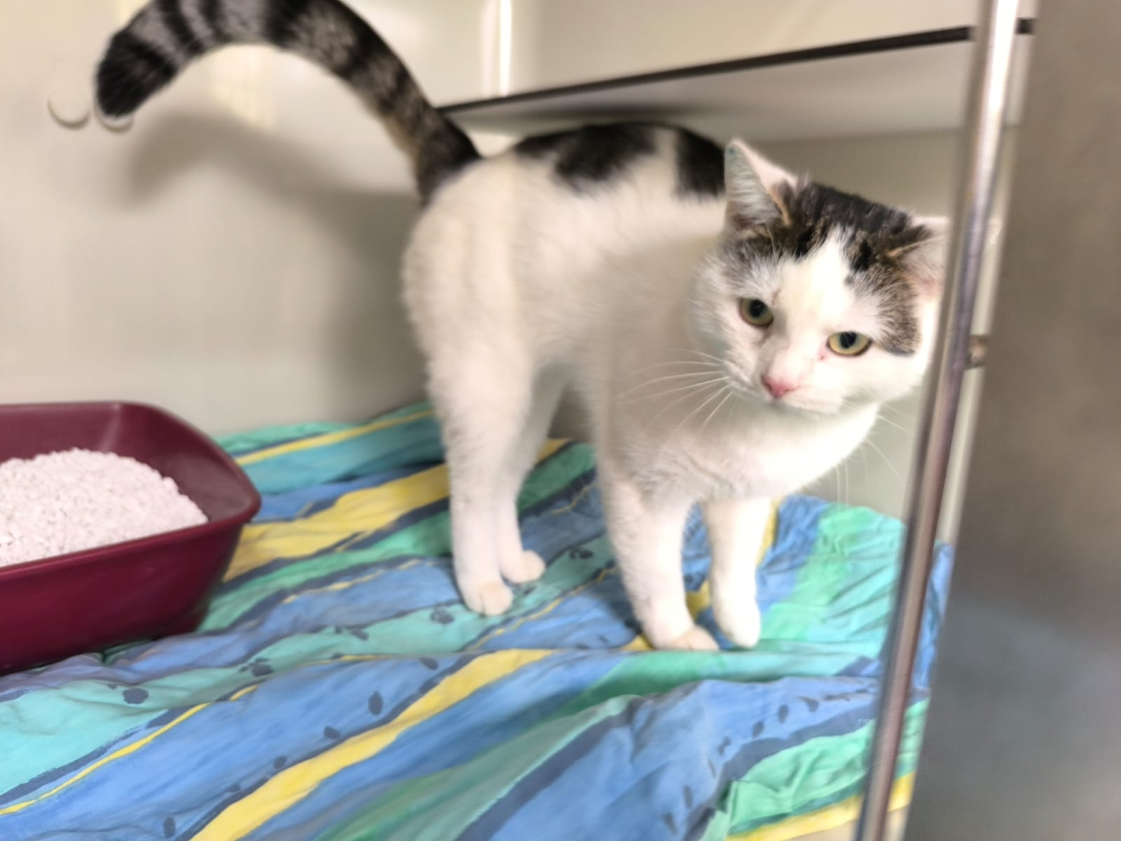 Zugelaufen – Kater aus Algermissen, Hermann-Löns-Straße