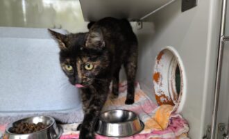Zugelaufen – Katze (w) am Fußballplatz Sillium (Holle)