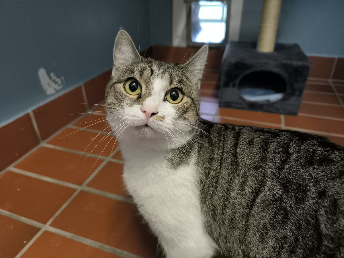 Junger Kater Kurt für Freigangshaltung