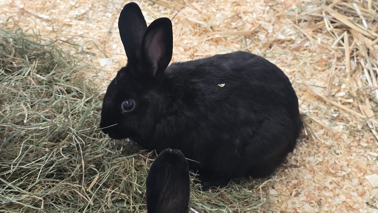 Martin (Zwergkaninchen) und Bianca (Widderkaninchen-Mix) für Innenhaltung